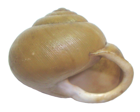 VA_LandSnails